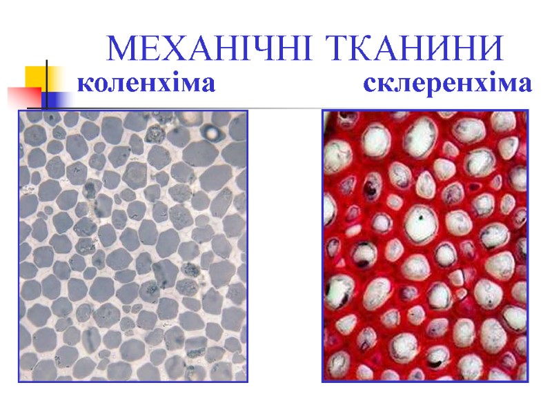 МЕХАНІЧНІ ТКАНИНИ коленхіма           